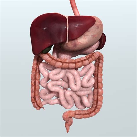 Realistic Human Digestive 3ds