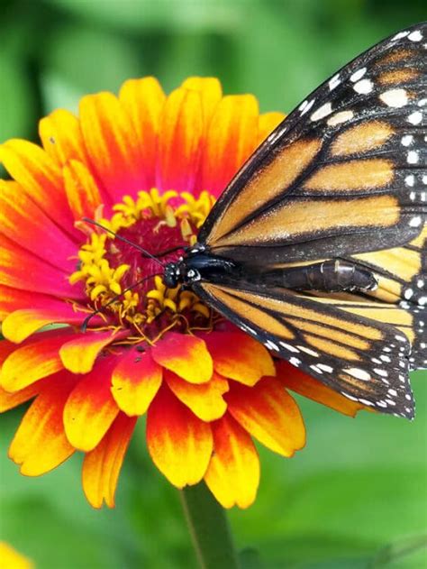 7 STEPS TO A BEAUTIFUL BUTTERFLY GARDEN My Home Garden