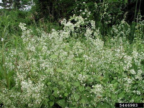 Smooth Bedstraw Galium Mollugo L