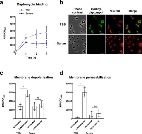 Daptomycin Does Not Bind To Or Disrupt The Membranes Of S Aureus Download Scientific Diagram