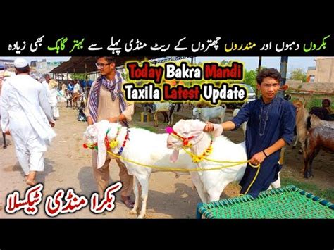 Today Bakra Mandi Taxila Latest Update 10 September 2021 Bakro Or