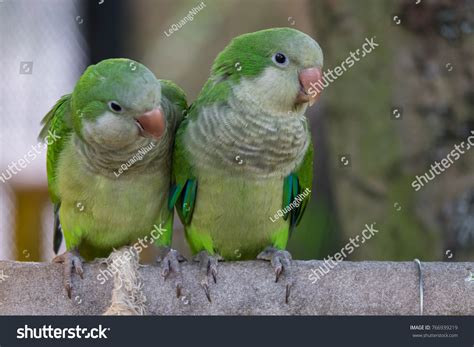 Monk Parakeet Myiopsitta Monachus Known Quaker Stock Photo 766939219