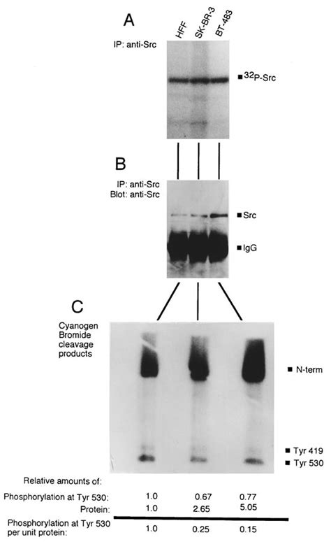 Preferential Dephosphorylation Of Y In Vivo In Tumor Cell Lines