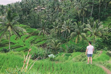 Tripadvisor Lo Mejor De Ubud Cascada Terrazas De Arroz Y Bosque De