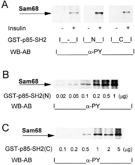 Insulin Induced Tyrosine Phosphorylation Of Sam In Vitro And