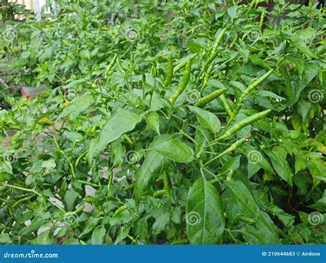 Green Chili Pepper Plant Bird`s Eye Chili Hangs On Tree Home Garden