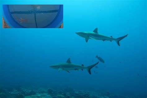 Experiment Shows How Sharks Use Magnetic Field To Navigate Through Seas