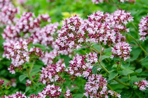 Эфирное масло душицы (орегано) (Origanum vulgare) — свойства ...