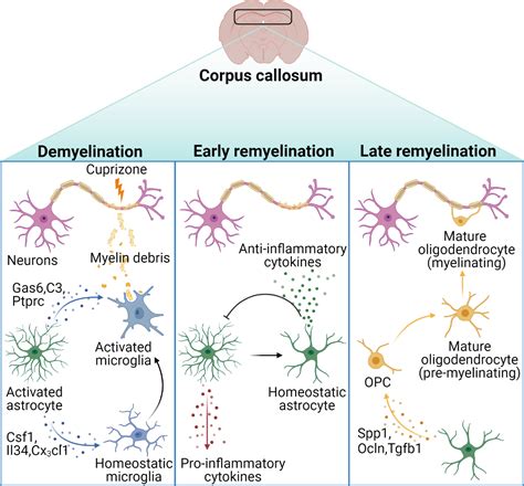 Glia | Neurobiology Journal | Wiley Online Library