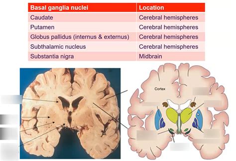 Paired Deep Cerebral Nuclei Diagram Quizlet