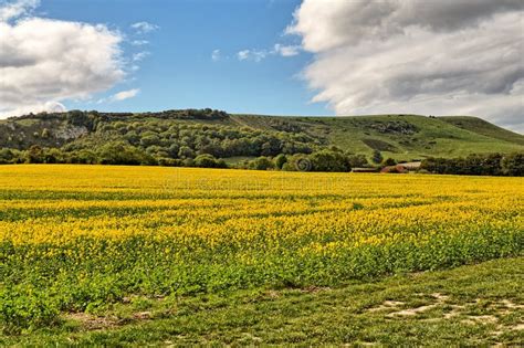 Mustard Seed Field Landscape Stock Photo Image Of Full Grow 62845664