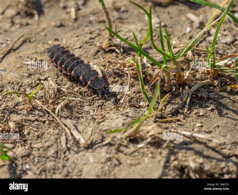 Firefly larva hi-res stock photography and images - Alamy