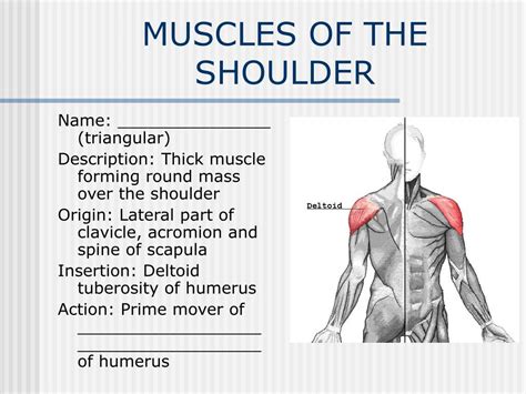 Ppt The Muscular System Powerpoint Presentation Free Download Id