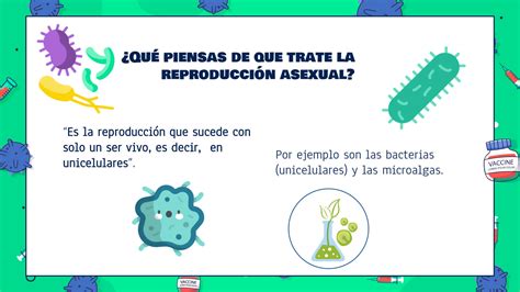 SOLUTION Reproducci N Asexual Y Microalgas Presentacion Studypool