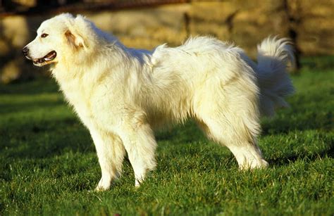 The Hungarian Kuvasz What To Know About This Ancient Breed K9 Web