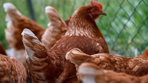 Avian Influenza Prevention At The Source Boehringer Ingelheim