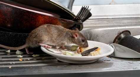 Hygiène de vie comment se débarrasser des rats à la maison