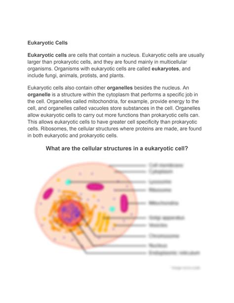 Solution Prokaryotic And Eukaryotic Cells Studypool