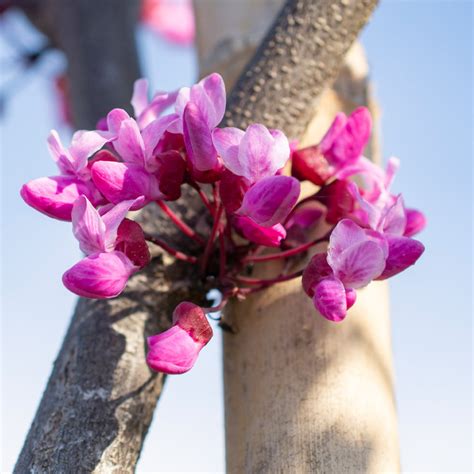 Flame Thrower® Redbud Trees For Sale