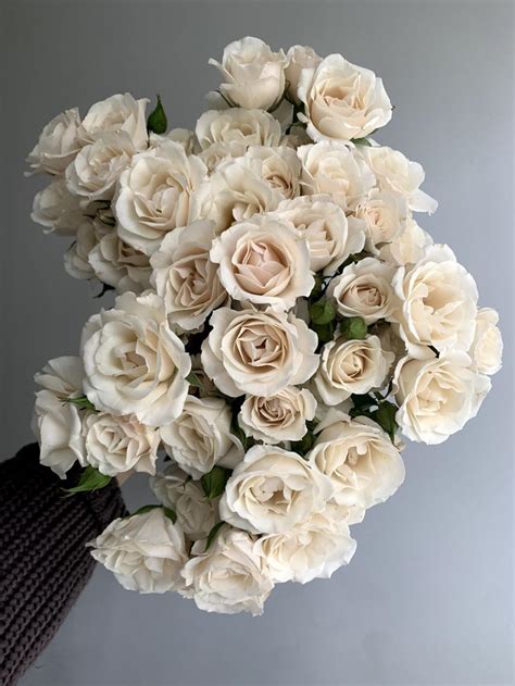 A Bouquet Of White Roses In Someone S Hand