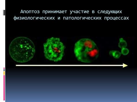 Апоптоз. Морфологические проявления апоптоза - презентация онлайн