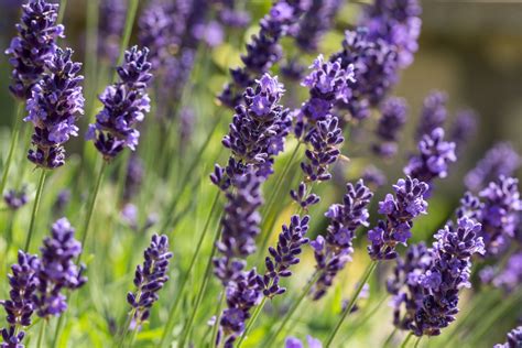 Les Bienfaits De La Lavande Jardin De Grand Meres