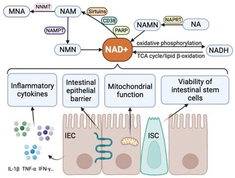 Antioxidants Free Full Text Nad Metabolism And Immune Regulation