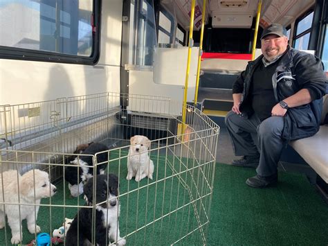 Calgary Transit On Twitter Ctriders Did You Know That Petting A