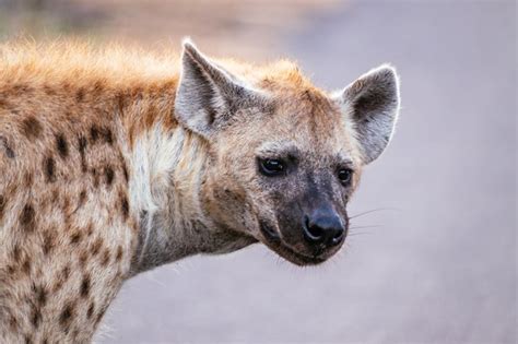 Premium Photo Close Up Portrait Of Hyena