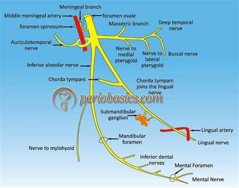 Branches Of Trigeminal Nerve