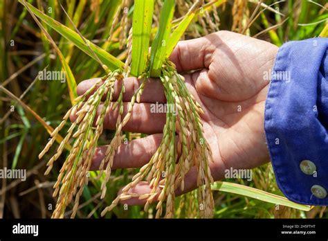 Planta De Arroz Fondo Transparente Usos De La Planta De Arroz