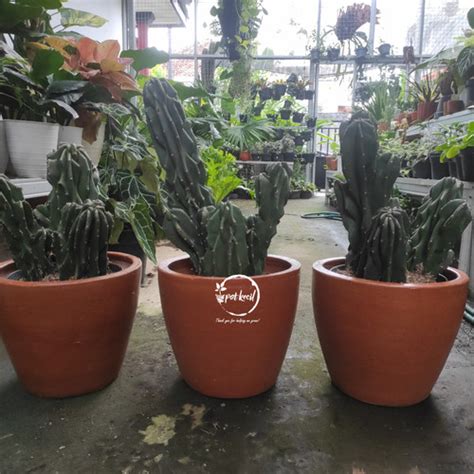 Jual Kaktus Lilin Cereus Peruvianus Monstrose Kaktus Tanpa Pot