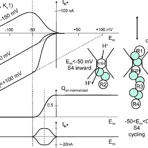 Schematic Drawing Of Proton Currents Through Shaker Potassium And Na V