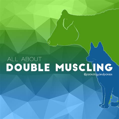 Double Muscling Pathology And Ponies