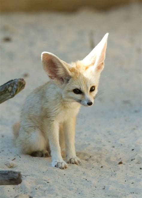 Fennec Fox Pet Uk | Pets Animals US