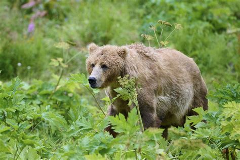 Kodiak Photo Workshop: Ayakulik Camp Adventure | ALASKA.ORG