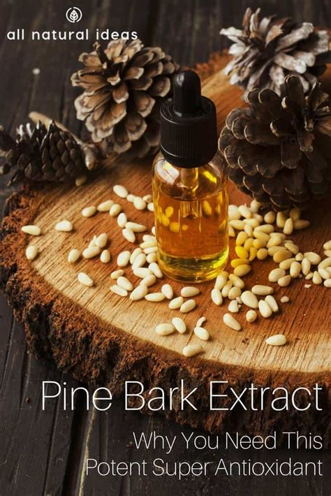 Pine Bark Extract Benefits as a Super Antioxidant | All Natural Ideas