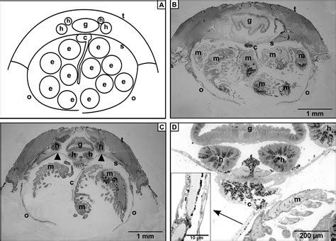 Histological Studies On The Marsupium Of Two Terrestrial Isopods