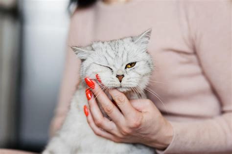 Premium Photo The Cat Is Playing With Its Pussy Stroking Its Head