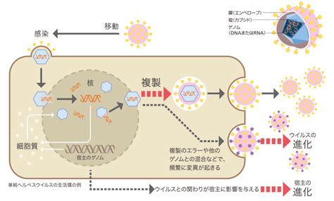 Research ウイルスから「生きている」を考える Jt生命誌研究館