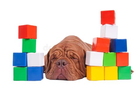 Dog Builder Stock Image Image Of Education Background 22043519