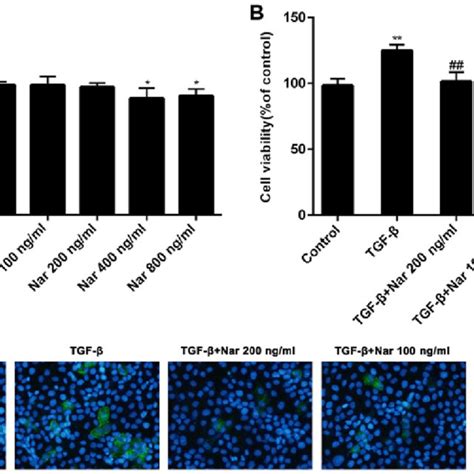 Effect of naringin on the fibrosis of NRK 52E cells induced by TGF β