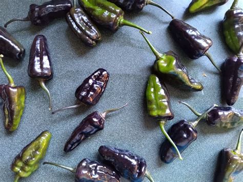 Puma Hot Pepper Spicy Exchange