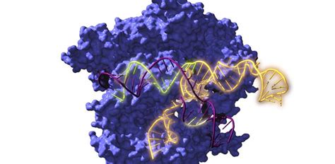 Descubierto Un Nuevo Tipo De Tijeras Genéticas Crispr El Siglo De Torreón