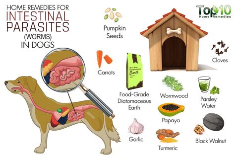 Home Remedies for Intestinal Parasites (Worms) in Dogs | Top 10 Home ...