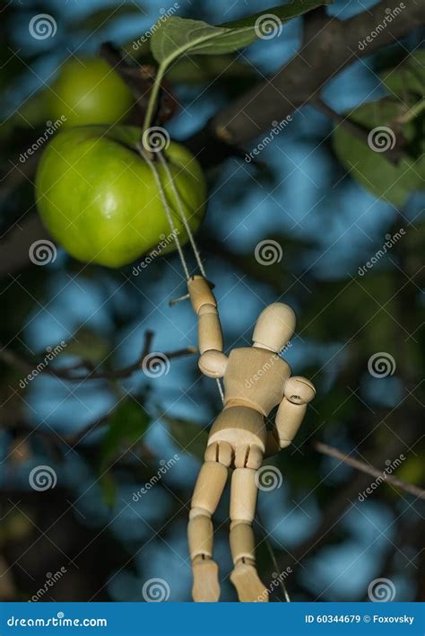 Harvesting at the Apple Tree Stock Image - Image of leaf, green: 60344679