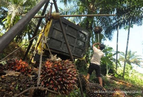 Banyak Tantangan Industri Hilir Kelapa Sawit Butuh Dukungan Pemerintah