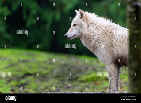 Grey Wolf Hi Res Stock Photography And Images Alamy