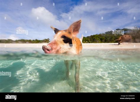 Swimming pigs of Exumas Stock Photo - Alamy