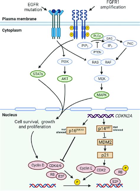 Mutated Driver Genes And Downstream Signal Pathways In LSCC FGFR1